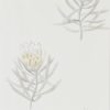 Protea Flower 216328